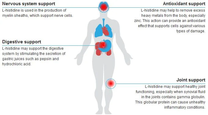 Feed /Food Additives of L-Histidine for Supplement Energy